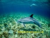 Bali Dolphin Lovina Tour