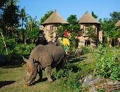 Rhinos of Bali Safari