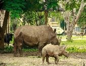 Rhino of Bali Safari Marine Park