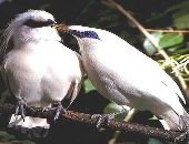 Bali Starling