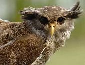 Sumatra Eagle Owl